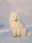 Arctic fox in snow during winter at Gronfjorden in Nordenskiold Land, Norway, Svalbard. Art Print
